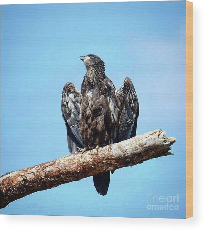 Bald Eagle Wood Print featuring the photograph Glorious E9 by Liz Grindstaff