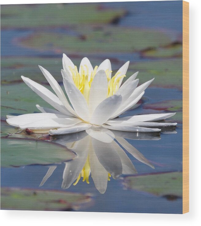 White Wood Print featuring the photograph Glorious White Water Lily by Michael Peychich