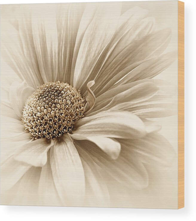Flower Wood Print featuring the photograph Golden Mist by Darlene Kwiatkowski