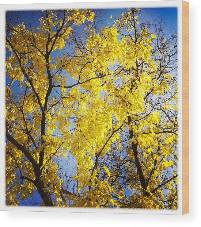 Tree Wood Print featuring the photograph Golden october tree in fall by Matthias Hauser