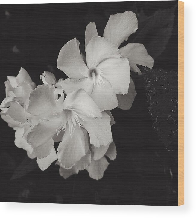 Flower Wood Print featuring the photograph Grace in White by Brad Hodges