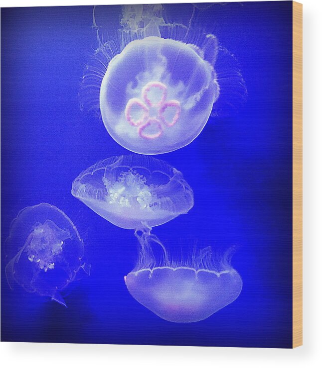 Jellyfish Wood Print featuring the photograph Graceful Jellies - Ballerinas of the Sea by Lori Seaman