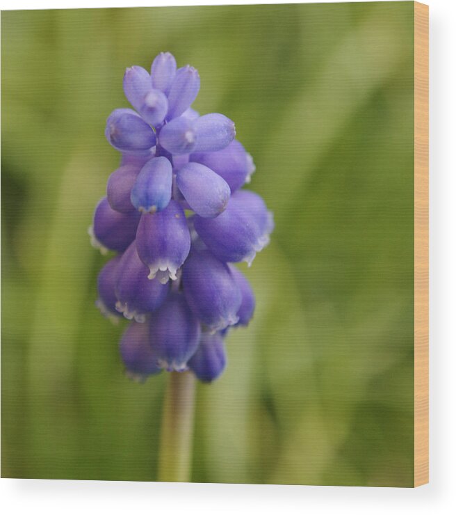 Flower Wood Print featuring the photograph Grape Hyacinth by Adrian Wale
