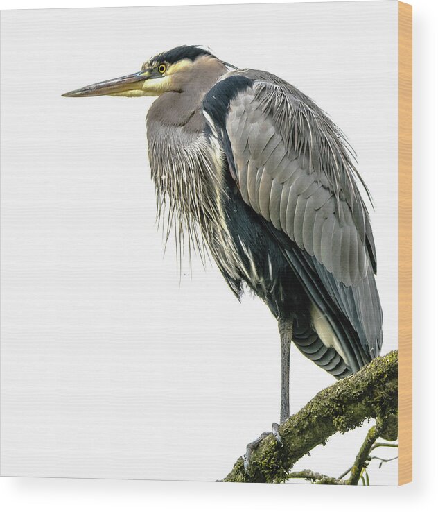 Heron Wood Print featuring the photograph Great Blue Heron by David Lee