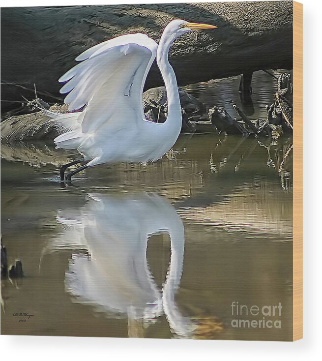 Egret Wood Print featuring the photograph Great Egret Lifting Off by DB Hayes