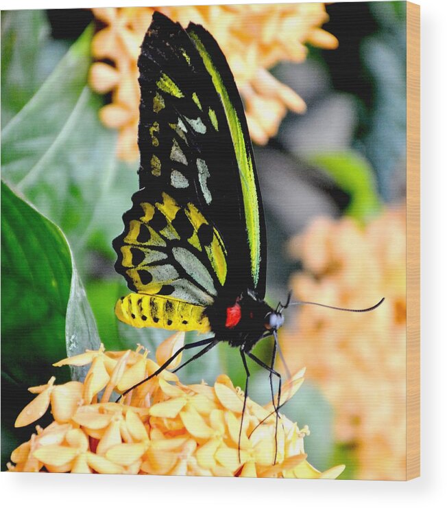 Nature Wood Print featuring the photograph Great Mormon Butterfly by Amy McDaniel