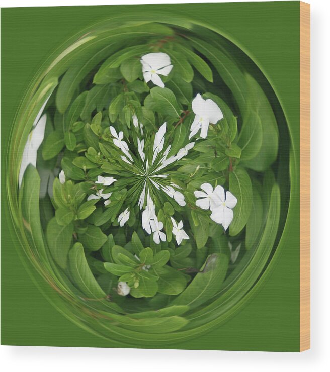 Flowers Wood Print featuring the photograph Green-White Orb by Bill Barber