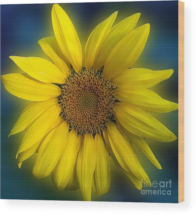 Sunflower Photo Wood Print featuring the photograph Groovy Sunflower by Jeanne Forsythe