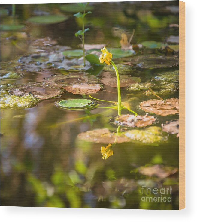 Plants Wood Print featuring the photograph Growing in the water by Mariusz Talarek