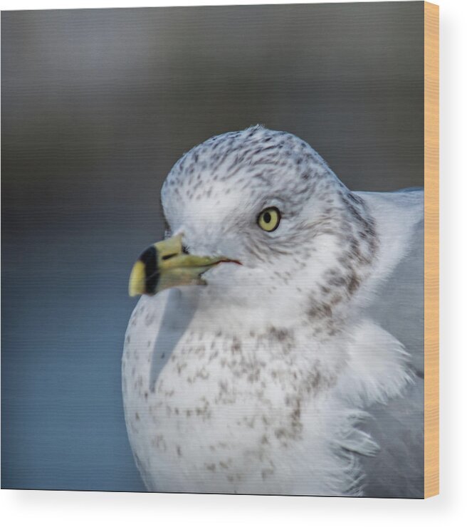 Gull Wood Print featuring the photograph Gull 0070 by Cathy Kovarik