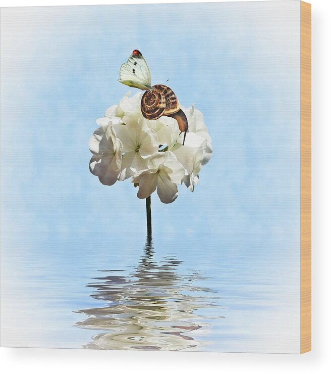 Snail Wood Print featuring the photograph Hang On by Sharon Lisa Clarke