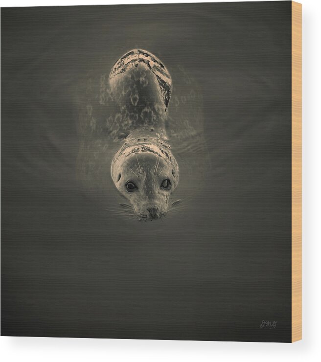 Seal Wood Print featuring the photograph Harbor Seal V BW SQ Toned by David Gordon