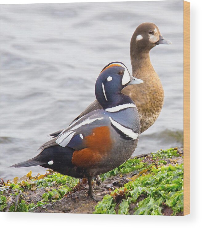 Harlequin Duck Wood Print featuring the photograph Harlequin Ducks by Carl Olsen