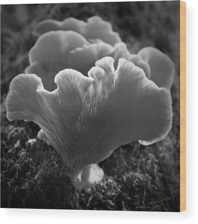 Mushroom Wood Print featuring the photograph Harmony by Tom Vaughan
