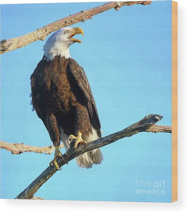 Bald Eagle Wood Print featuring the photograph Harriet and her vocals by Liz Grindstaff