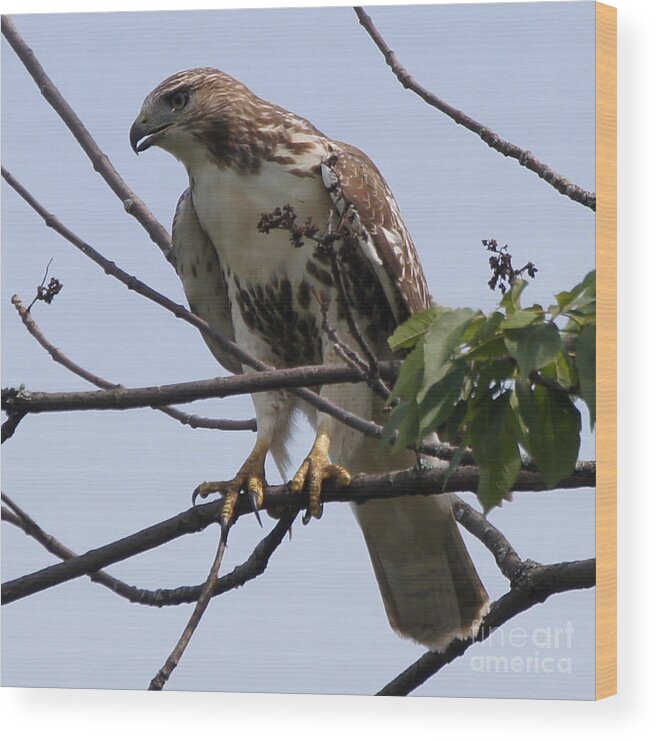 Hawk Wood Print featuring the photograph Hawk Before The Kill by Robert Alter Reflections of Infinity