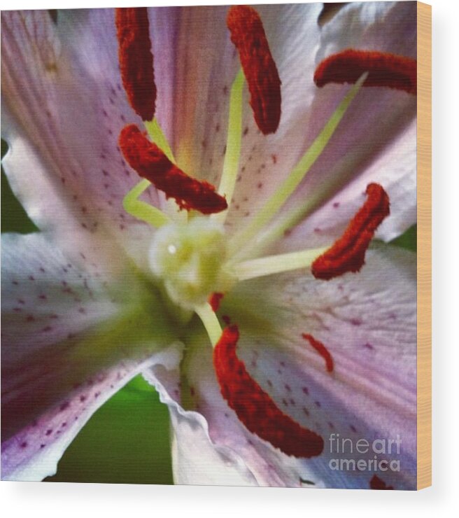 Lily Wood Print featuring the photograph Here I Am by Denise Railey