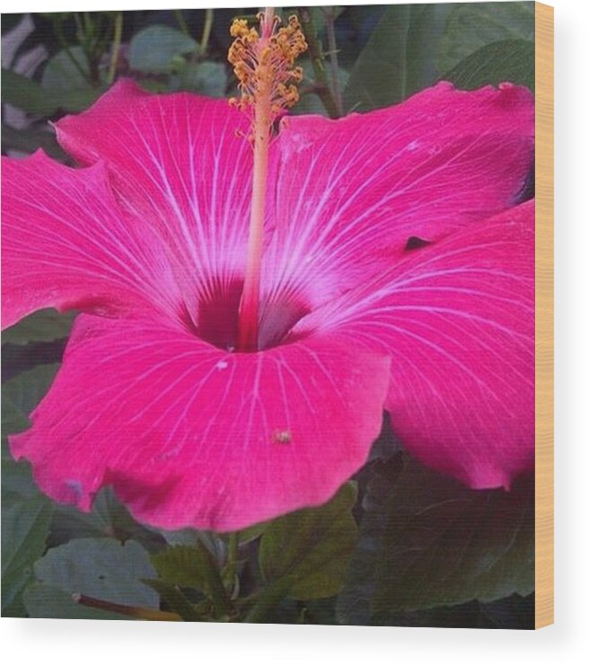 Pink Wood Print featuring the photograph Hibiscus by Brenda Winters