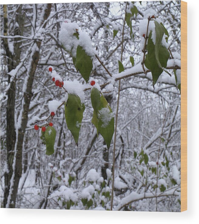 Winter Wood Print featuring the photograph Holiday Colors by Scott Kingery