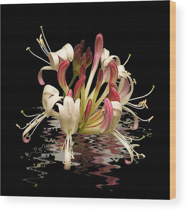 Pink Flower Wood Print featuring the photograph Honeysuckle Reflections by Gill Billington
