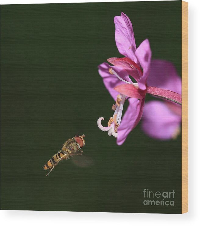 Hoverfly Wood Print featuring the photograph Hoverfly in flight by Maria Gaellman