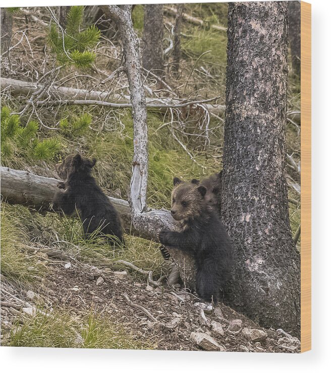 Grizzlies Wood Print featuring the photograph Hugging A Tree by Yeates Photography