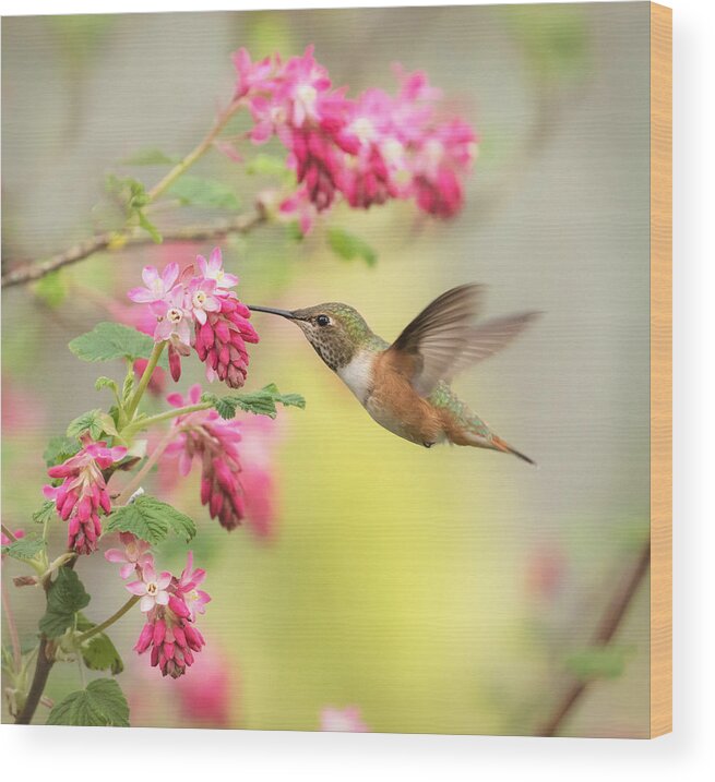 Hummingbird Wood Print featuring the photograph Hummingbird Heaven 2 by Angie Vogel