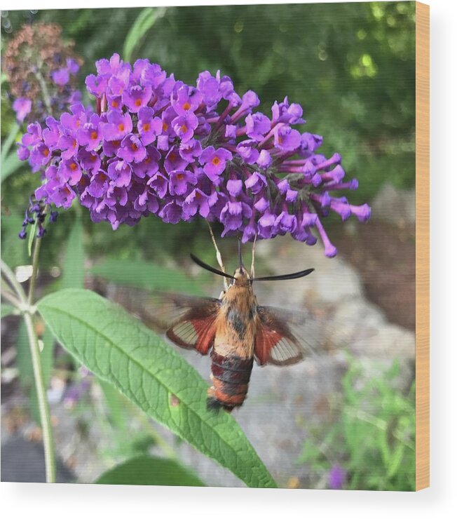 Hummingbird Wood Print featuring the photograph Hummingbird Moth by Jason Nicholas