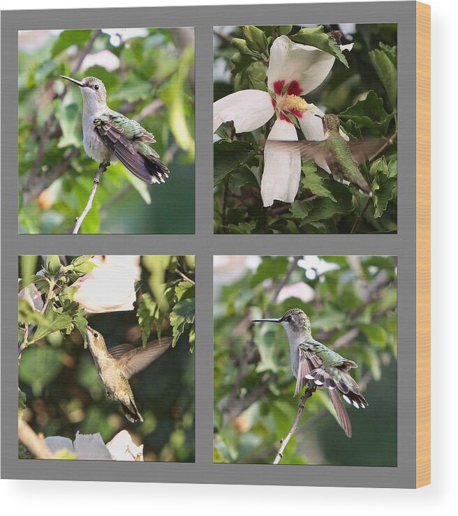 Nature Wood Print featuring the photograph Hummingbirds by John Freidenberg