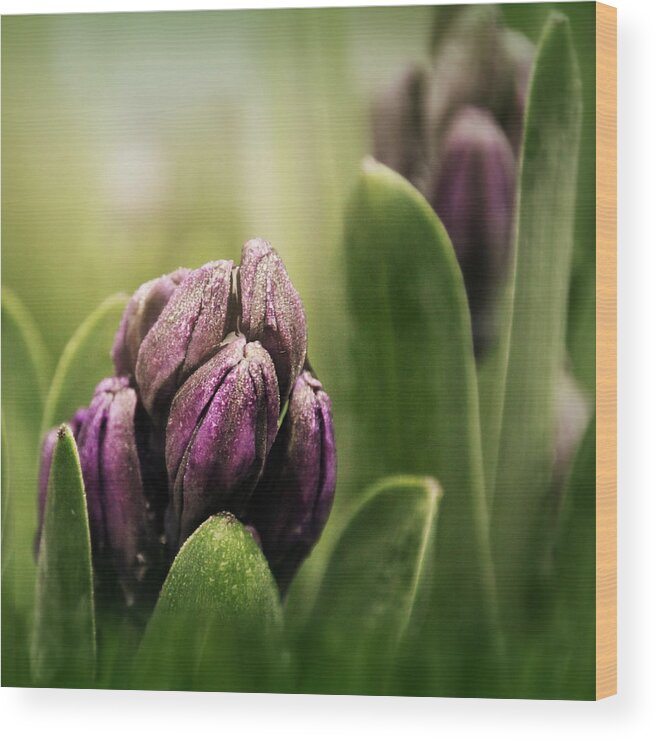 Green Wood Print featuring the photograph Hyacinth For Micah by KATIE Vigil