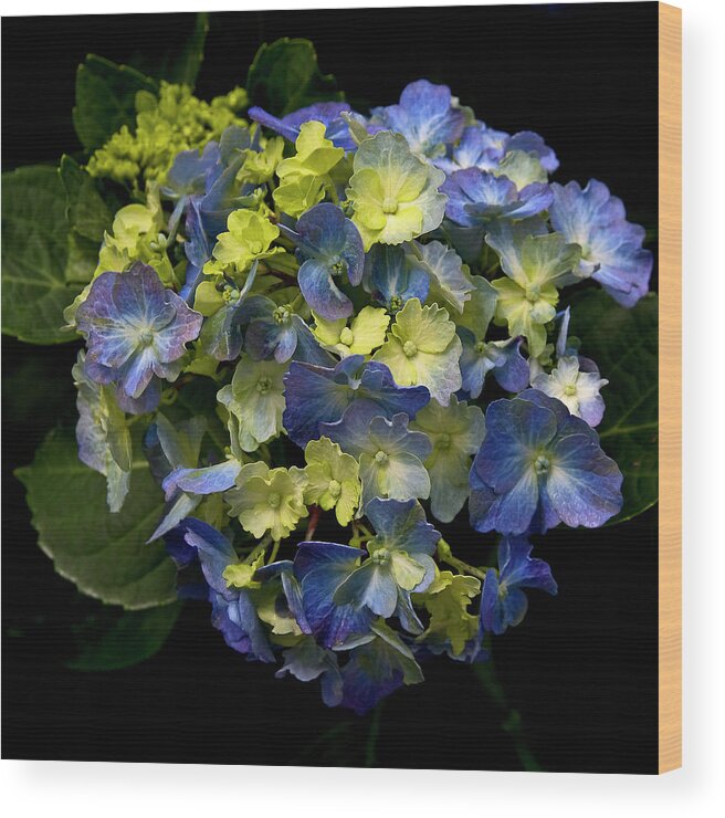 Hydrangea Wood Print featuring the photograph Hydrangea by Thanh Thuy Nguyen