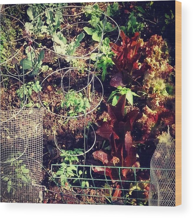 Earthday Wood Print featuring the photograph I Added Tomatoes And Pepper Plants To by Genevieve Esson