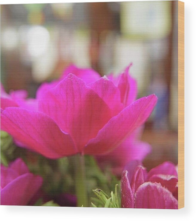 Happy Wood Print featuring the photograph I Love The Fuchsia Vivid Colours Of by Sungi Verhaar
