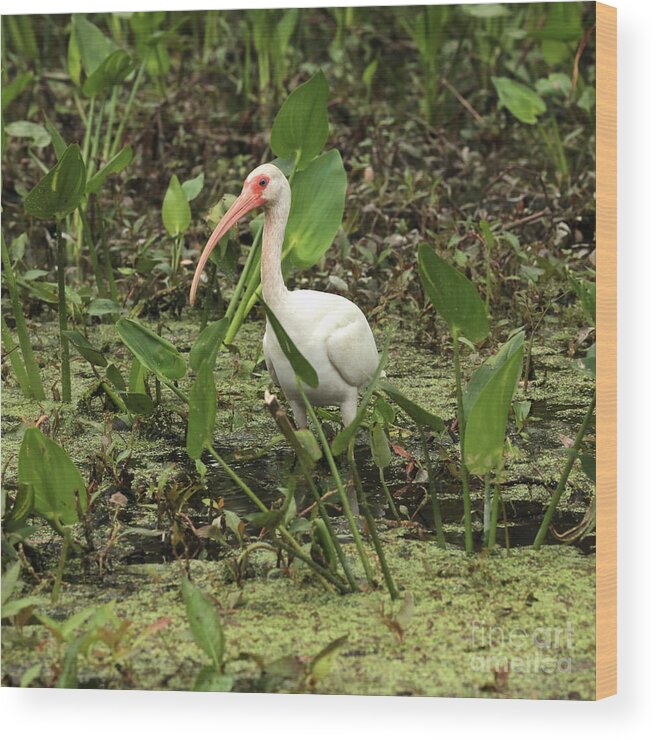 Ibis In Swamp Wood Print featuring the photograph Ibis in the Swamp by Carol Groenen