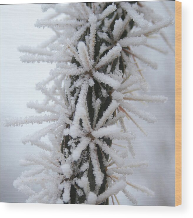 Ice Crystals Wood Print featuring the photograph Icy Cactus by Ric Bascobert