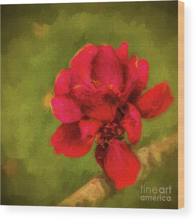 Impressionistic Wood Print featuring the photograph In Bloom by Dave Bosse