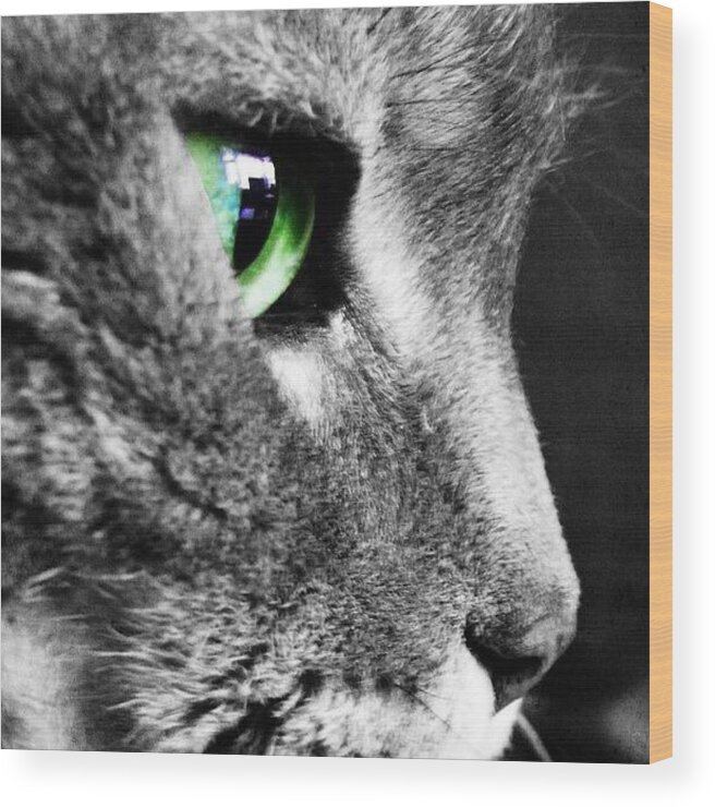 Cat Wood Print featuring the photograph In The Eye Of The Beholder by Cassie Wilson