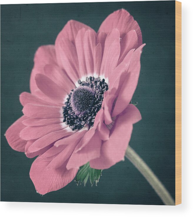 Anemone Wood Print featuring the photograph In The Pink by Caitlyn Grasso