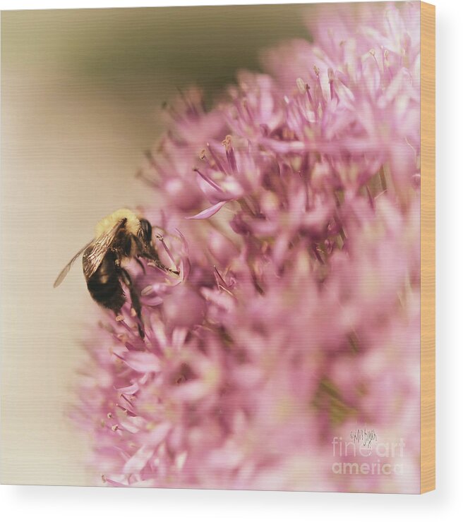 Bee Wood Print featuring the photograph In The Pink by Lois Bryan