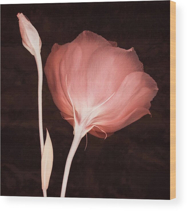 Lisianthus Flowers Wood Print featuring the photograph Innocence by Leda Robertson