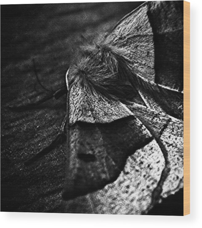 Lovenature Wood Print featuring the photograph #insects #insect #bug #bugs by Jason Roust