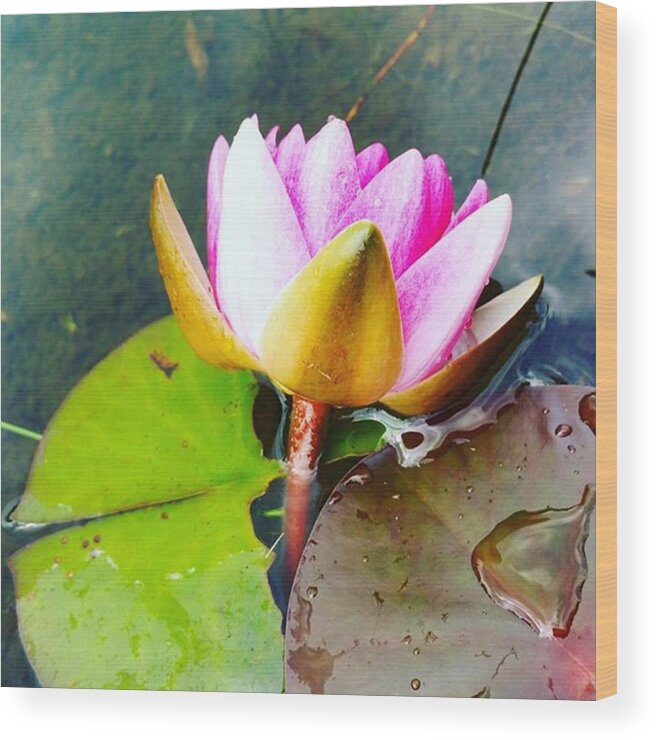 Smiles Wood Print featuring the photograph Lotus Flower by Sally Cooper