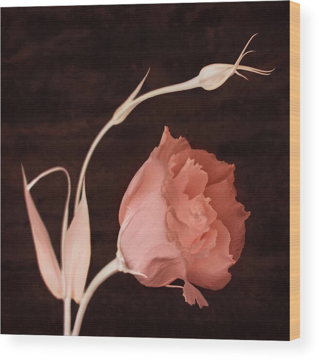 Lisianthus Flowers Wood Print featuring the photograph Intention by Leda Robertson