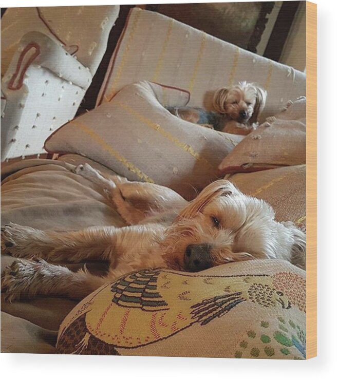 Dog Wood Print featuring the photograph Hard Life by Rowena Tutty