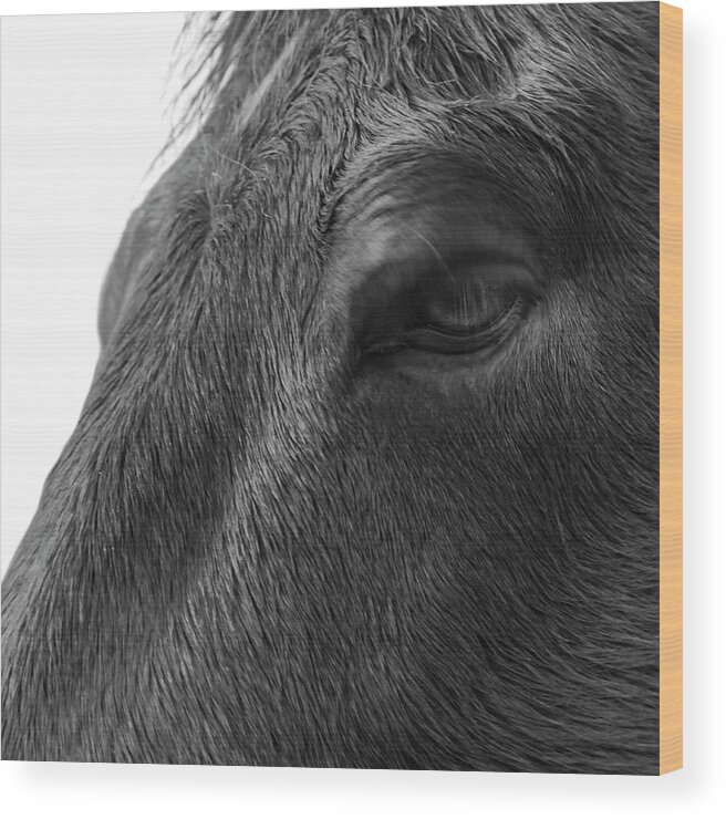 Horse Wood Print featuring the photograph It's all in the eyes by Steve Gravano