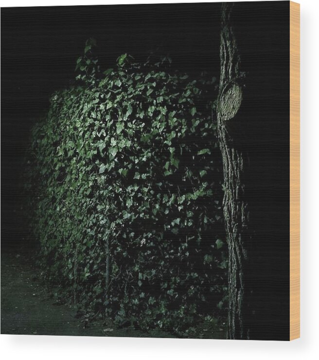 Nightshot Wood Print featuring the photograph Ivy
#plants #gardens #park #ivy by Rafa Rivas