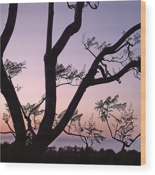 Jacaranda Wood Print featuring the photograph Jacaranda Silhouette by Rona Black