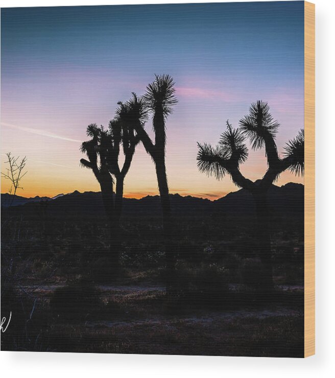 Landscape Scene Of Joshua Tree National Park At Sunset. Wood Print featuring the photograph Joshua Tree by Mark Joseph