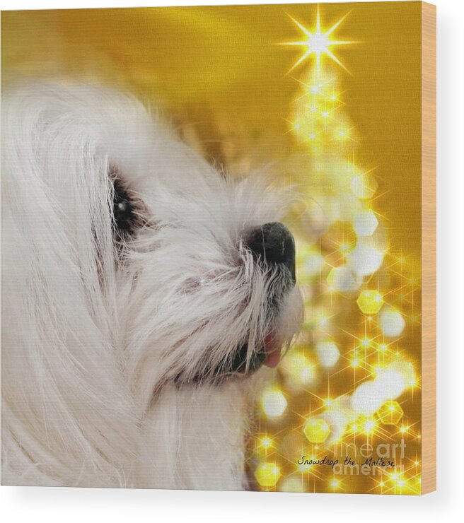 maltese Dog Christmas Wood Print featuring the mixed media Joy to the World by Morag Bates
