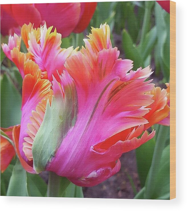 Tuliptakeover Wood Print featuring the photograph Just The Most Amazing Flower by Dante Harker